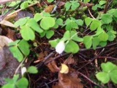 Gjøkesyre (Oxalis acetosella)