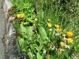 Løvetannslekta (Taraxacum)