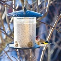 Stillits (Carduelis carduelis)