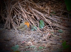 Robin (Erithacus rubecula)
