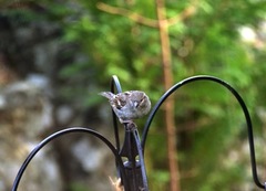 House Sparrow (Passer domesticus)