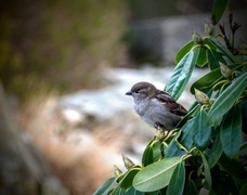 House Sparrow (Passer domesticus)