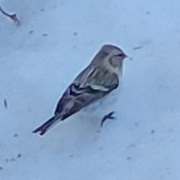 Polarsisik (Carduelis hornemanni)