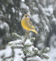 Grønnfink (Carduelis chloris)