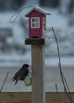 Stær (Sturnus vulgaris)