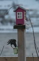 Stær (Sturnus vulgaris)