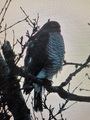 Spurvehauk (Accipiter nisus)