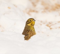 Yellowhammer (Emberiza citrinella)