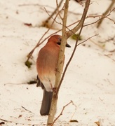 Nøtteskrike (Garrulus glandarius)