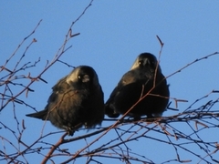 Kaie (Corvus monedula)