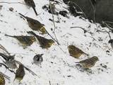 Gulspurv (Emberiza citrinella)