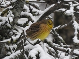 Gulspurv (Emberiza citrinella)