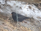 Svarttrost (Turdus merula)