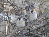 Pilfink (Passer montanus)