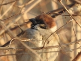 Pilfink (Passer montanus)