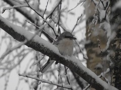 Great Grey Shrike (Lanius excubitor)