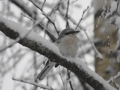 Great Grey Shrike (Lanius excubitor)