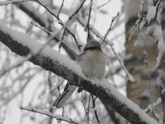 Great Grey Shrike (Lanius excubitor)