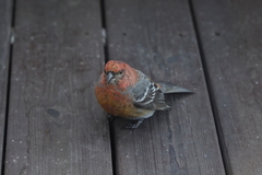 Pine Grosbeak (Pinicola enucleator)