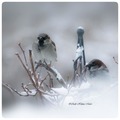 Gråspurv (Passer domesticus)