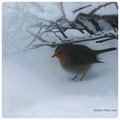 Rødstrupe (Erithacus rubecula)