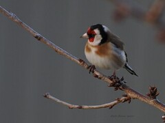 European Goldfinch (Carduelis carduelis)