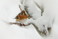 Brambling (Fringilla montifringilla)