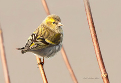 Eurasian Siskin (Spinus spinus)