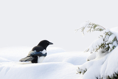 Eurasian Magpie (Pica pica)