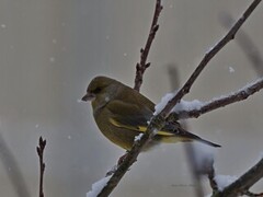 European Greenfinch (Chloris chloris)