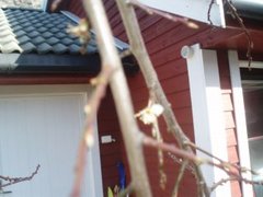 Garden Plum (Prunus domestica)