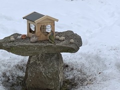 Grey-headed Woodpecker (Picus canus)