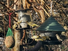 European Greenfinch (Chloris chloris)