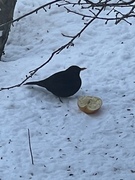 Svarttrost (Turdus merula)