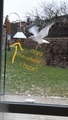 Fiskemåke (Larus canus)