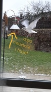 Mew Gull (Larus canus)