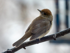 Blackcap (Sylvia atricapilla)