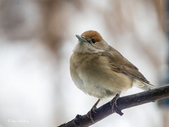 Munk (Sylvia atricapilla)