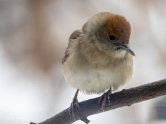 Blackcap (Sylvia atricapilla)