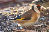 Stillits (Carduelis carduelis)