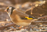 Stillits (Carduelis carduelis)