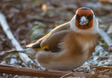 Stillits (Carduelis carduelis)