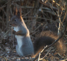 Ekorn (Sciurus vulgaris)