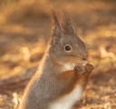 Ekorn (Sciurus vulgaris)