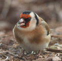 Stillits (Carduelis carduelis)