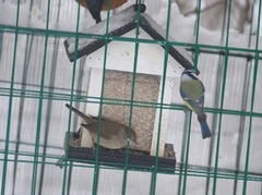 Blackcap (Sylvia atricapilla)