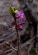 Tysbast (Daphne mezereum)