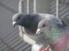 Feral Pigeon (Columba livia domestica)