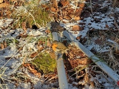 Robin (Erithacus rubecula)
