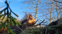 Eurasian Red Squirrel (Sciurus vulgaris)